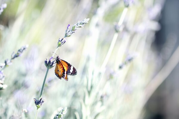 Heller Schmetterling auf jungem Lavendel