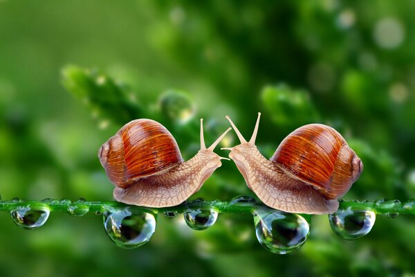 Encuentro de caracoles en una hoja bajo la lluvia