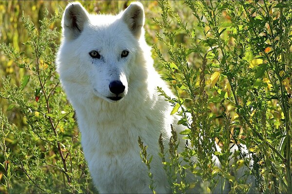 A white wolf among the bushes waiting