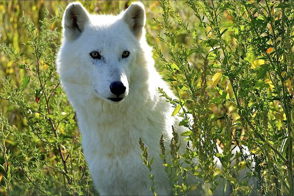 Lobo blanco entre los arbustos esperando