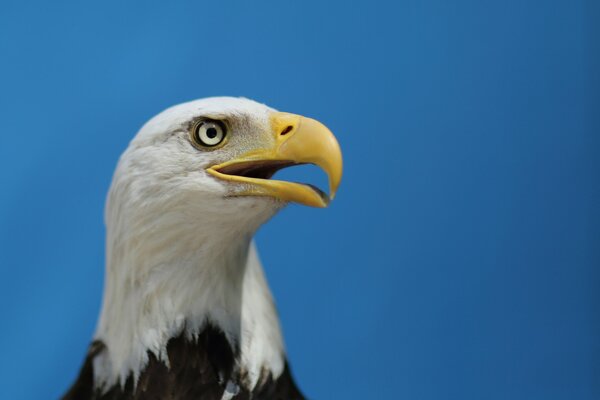 Aigle, symbole de l aigle, oiseaux de proie