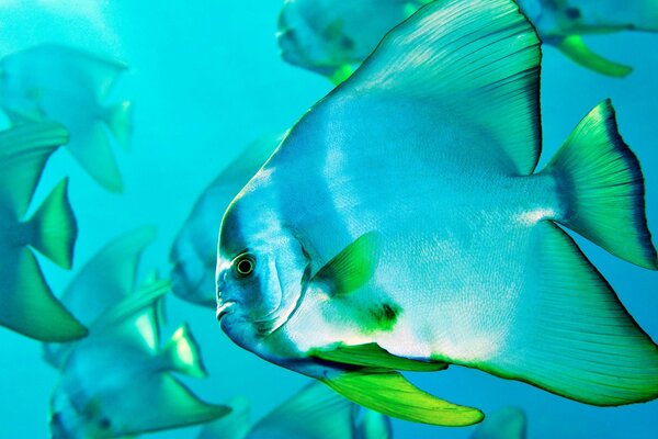 Troupeau amical de poissons dans la mer