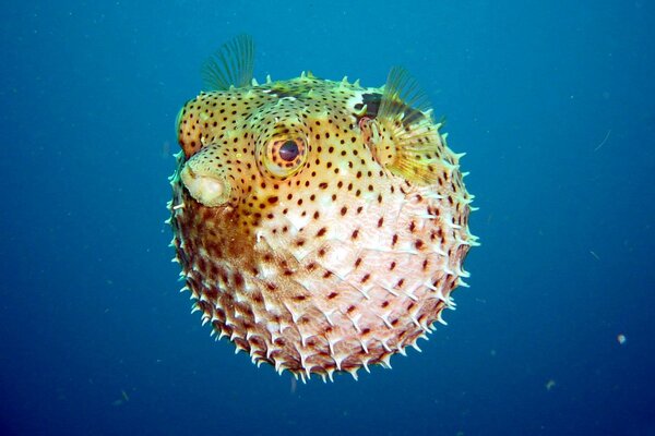 Рыба в форме шара под водой
