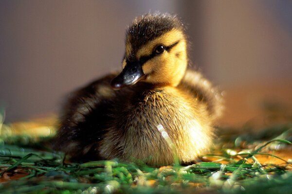 Baby Entlein in der Sonne