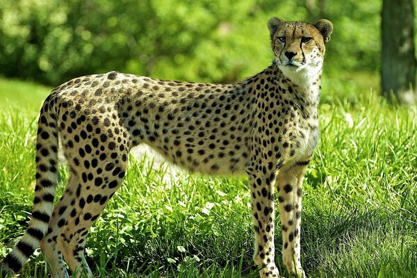 Gefleckter Gepard auf grünem Gras