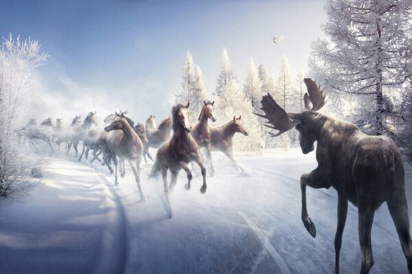 Horses run across the snow-white snow to meet the moose