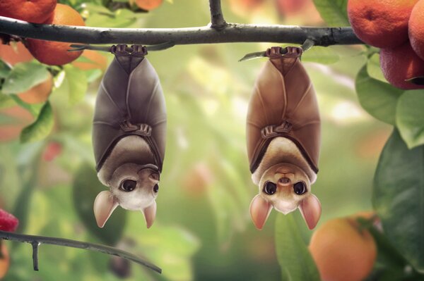 Due pipistrelli riposano su un ramo