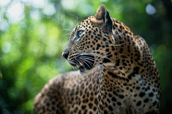 Leopardo animale grazioso predatore