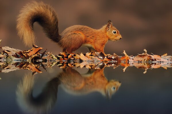 Reflexion von Eichhörnchen und Laub im See