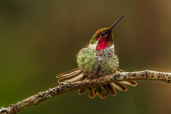 Colibrí sentado en una rama de árbol