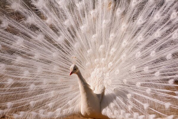 Hermosa cola de pavo real blanco