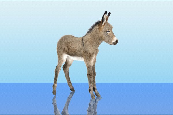 A small donkey on a blue background