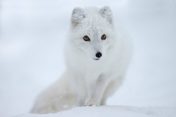 Lindo zorro blanco en el fondo de la nieve