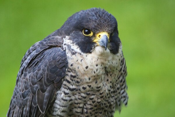 The falcon looks with a predatory gaze