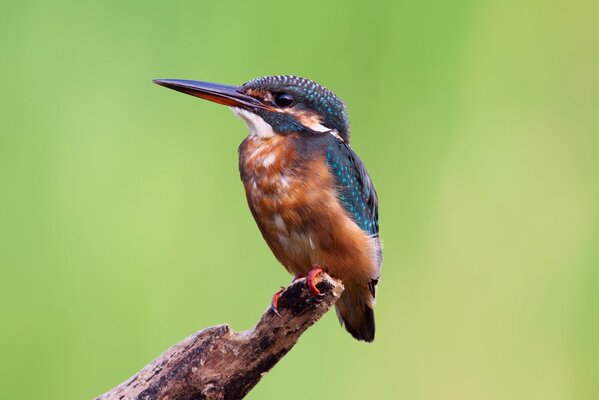 Pájaro Martín pescador sentado en un árbol de perra