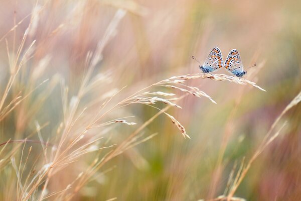 Two butterflies on an ear of wheat