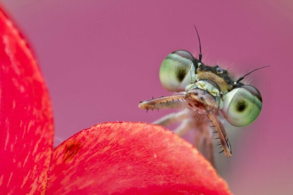 Green-eyed citrine on a scarlet flower