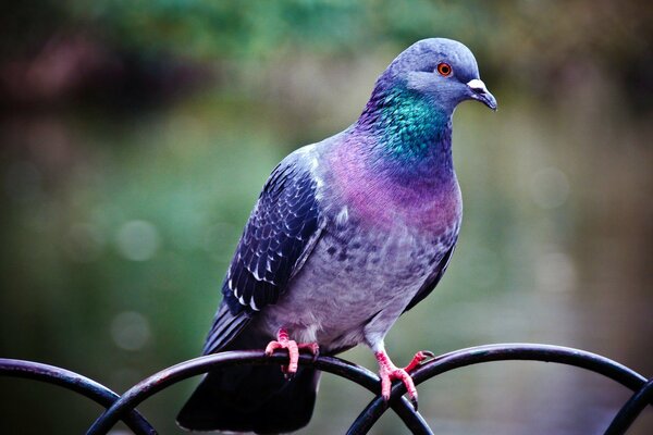 Proud mountain bird posing on camera