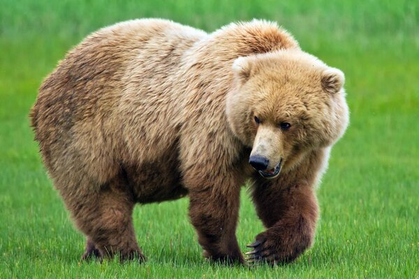 Un oso camina sobre la hierba verde
