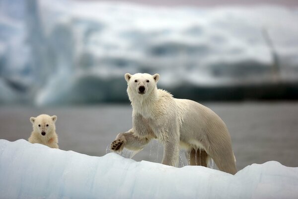 Ourse avec un ourson à la chasse dans l Arctique