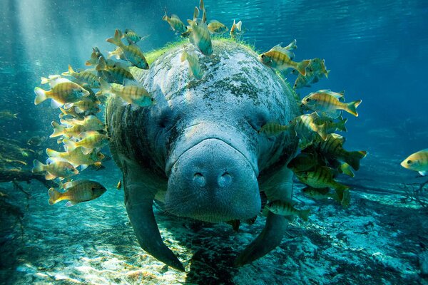 Manatee surrounded by fish