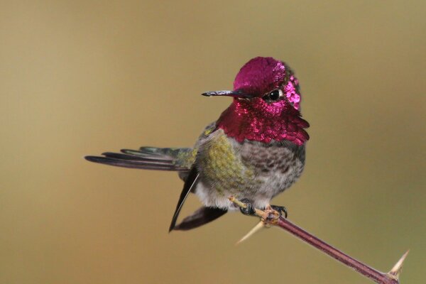 Розовое оперение колибри, сидящей на ветке
