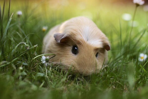 The guinea pig is lying on the grass