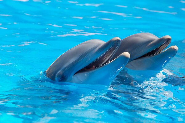 A couple of dolphins in the water