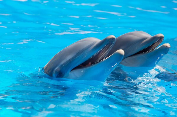 Couple de dauphins dans l eau