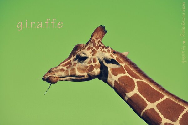 Giraffe on a green background