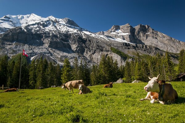 Vaches dans une Prairie en Suisse