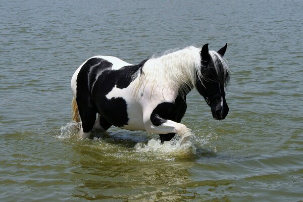 Ein schwarz-weißes Pferd kommt aus dem Wasser