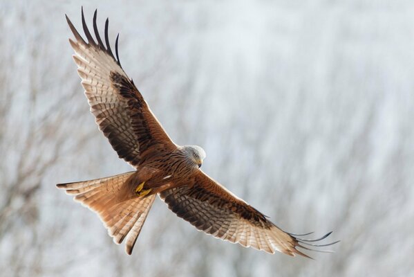 Rotkäppchen. ein Raubtier im Flug. breite Flügel