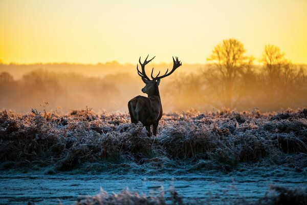 A deer stands in the grass covered with frost