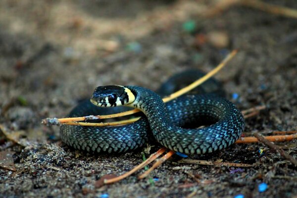 The snake curled up in the form of an infinity sign