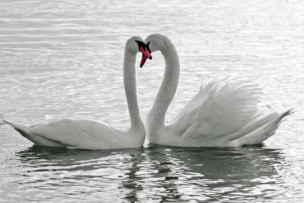 El amor eterno de los cisnes blancos