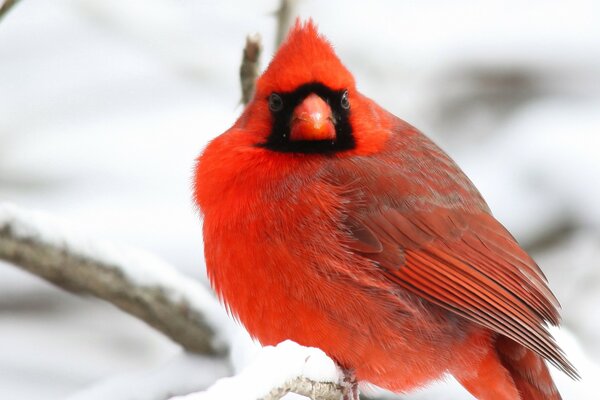 Assis sur la branche de l oiseau rouge cardinal