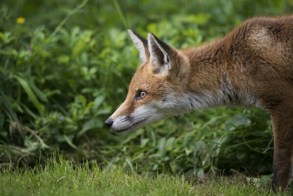 Petit renard roux parmi les verts