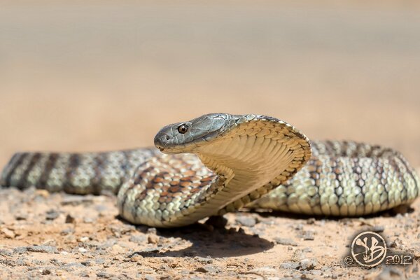 Snake on the background of lifeless nature