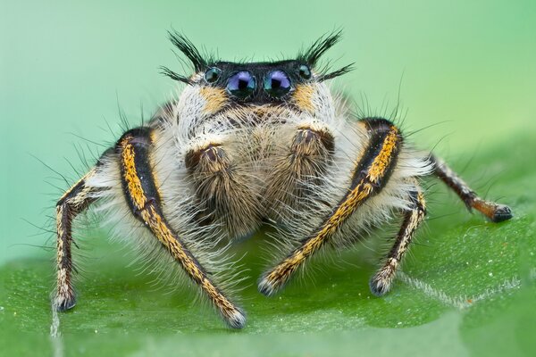 Cute jumping spider on the grass