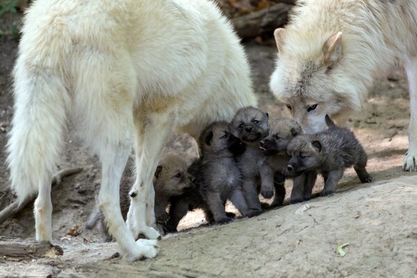 Famille des loups