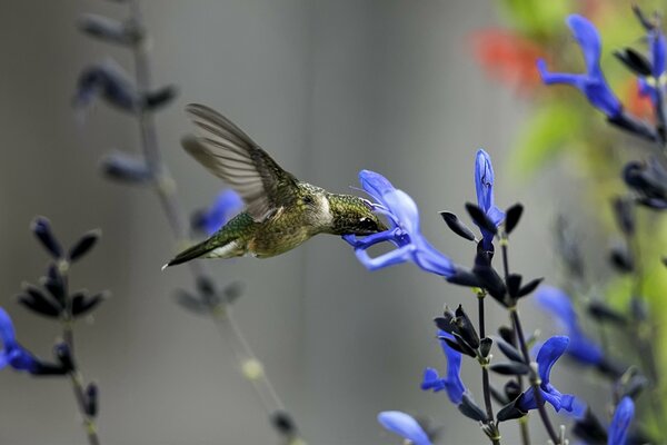 Lindo pájaro colibrí volando sobre una flor de disparo