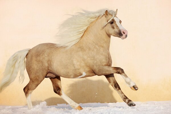 In winter , a stallion rides