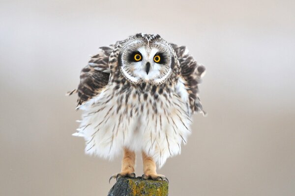 Oiseau hibou sur la souche