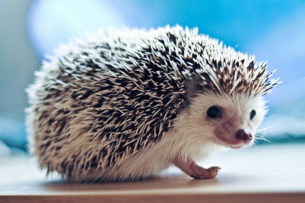 Igel mit Nadeln auf blauem Hintergrund