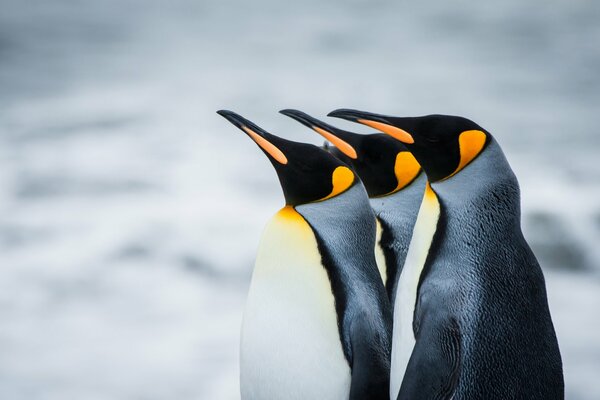 Königspinguine in der Antarktis. Südgeorgien