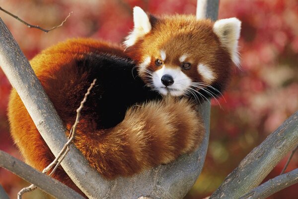 Panda rosso seduto su un albero