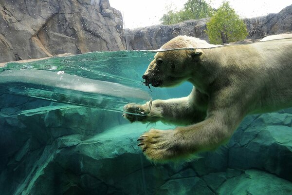 A polar bear dives into the water