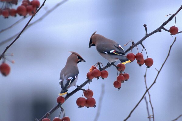 Two birds on a rowan tree branch