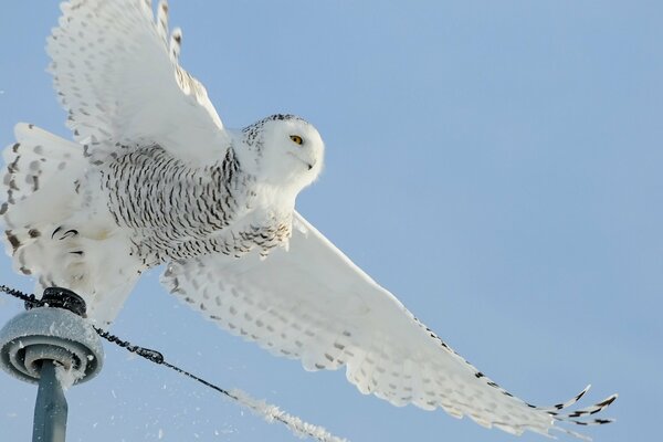 Hibou blanc décolle des fils